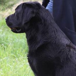 Labrador Retrievers from Everland Labradors