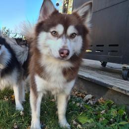 Blaze - Pomsky