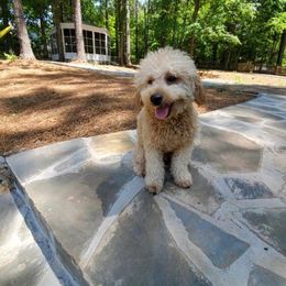 Phoenix - Goldendoodle