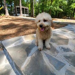 Phoenix - Goldendoodle