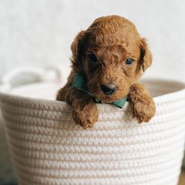 Boy 3 - Red  male Poodle puppy in Duncan, South Carolina from Abner Creek Poodles & Doodles