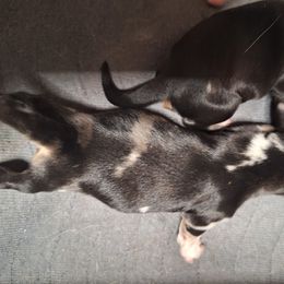 Blk with more white - Dapple female Dachshund puppy in Gordon, Georgia from Long Dogs Yellow Farm