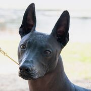 Xoloitzcuintli All Grown Up from Rozma Xolos