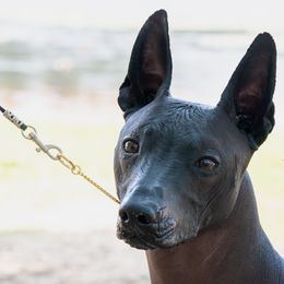 Xoloitzcuintli All Grown Up from Rozma Xolos
