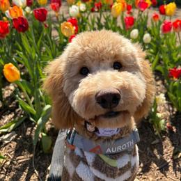 Goldendoodle All Grown Up from Meadow Lark Doodles