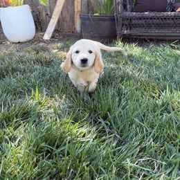 Red - Girl - Golden female Golden Retriever puppy in Chico, California from Upper Park Goldens