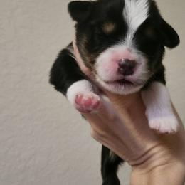 Miniature American Shepherd and Toy Australian Shepherd Puppies from Riverstone Aussies