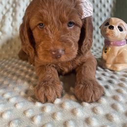 Goldendoodle Puppies from Aimee Schamback