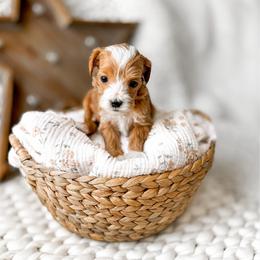 Peanut - Red  male Goldendoodle puppy in Springville, Utah from Happy Doodle