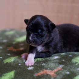 Australian Shepherd Puppies from River Run Australian Shepherds