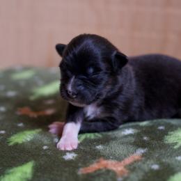 Australian Shepherd Puppies from River Run Australian Shepherds