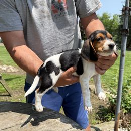 Spots - Black white and tan female Beagle puppy in Hudson, Michigan from Bachman’s Kennel