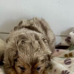 Otis - Red merle male Aussiedoodle puppy in Charlestown, Indiana from Forever Aussies and A Doodle