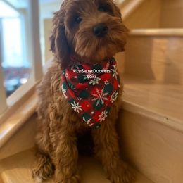 Goldendoodle Puppies from WestShoreDoodles