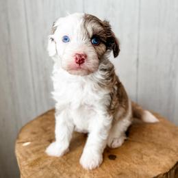 Reba McEntire - Brown merle female Aussiedoodle puppy in Arlington, Washington from Doodle Love Laugh