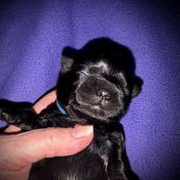 Curtis - Black male Shih Tzu puppy in North Central Oregon, Oregon from T-Amore Shih Tzu