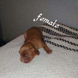 Anne - Ruby female Cavalier King Charles Spaniel puppy in Lambertville, Michigan from Dream Dog LLC