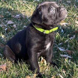 Athena (Chip) - Black female Cane Corso puppy in Utah from 3Lake Kennelz