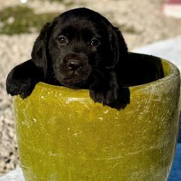 Hazel (Purple Collar) - Black female Dilute Retriever puppy in Baldwin City, Kansas from Hedge Lane Labradors