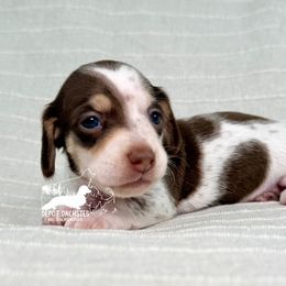 Coco Puff - Piebald female Dachshund puppy in South Easton, Massachusetts from Depot Dachsies