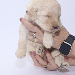 Boy 3 - male Goldendoodle puppy in Westminster, South Carolina from Goldendoodlepuppiessc