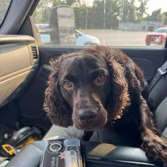 Millie - Boykin Spaniel