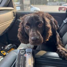 Millie - Boykin Spaniel
