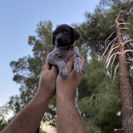German Shorthaired Pointer Puppies from So Cal Shorthairs