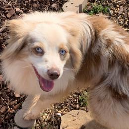 No Matters they call him the Deuces - Toy Australian Shepherd