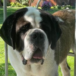 Boone - Saint Bernard