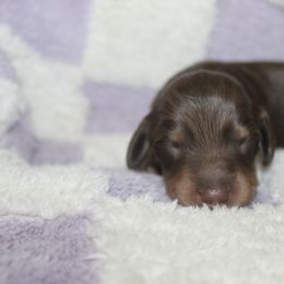 Odell - Cream male Dachshund puppy in La Junta, Colorado from Royal King’s Mini Dachshunds