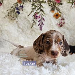 Tucker - Chocolate and tan male Dachshund puppy in Herald, California from Bluegum Dachshunds