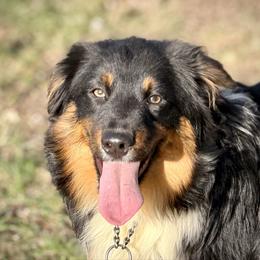 Bob - Black male Miniature American Shepherd puppy in Clinton, Missouri from Mockingbirds American Minis