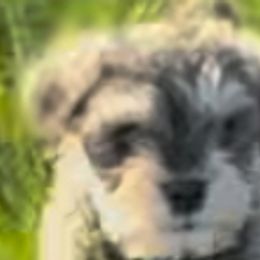 Miniature Schnauzers from Skagit Valley Schnauzers