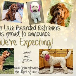 Goldendoodle puppies from Bear Lake Bearded Retrievers