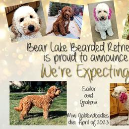 Goldendoodle puppies from Bear Lake Bearded Retrievers