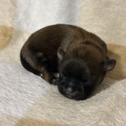 White - Black gold and white male Shihpoo puppy in Walterboro, South Carolina from Puddlejumpers