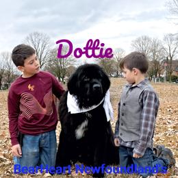 Dottie - Newfoundland