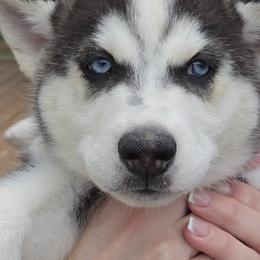 Siberian Husky Puppies from Nikolay Veltchev