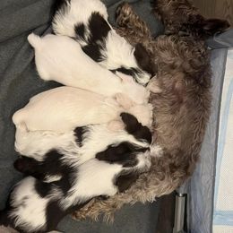 Miniature Schnauzer Puppies from Hume Family Mini Schnauzers