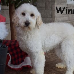Winnie - Goldendoodle
