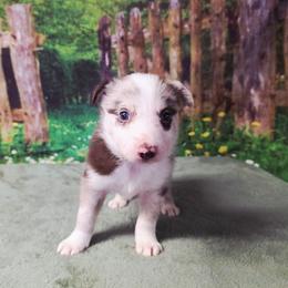 Ned - White and red merle male Border Collie puppy in Avilla, Indiana from Borderline Kennels
