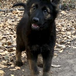 German Shepherd Puppies from Eisenkraft K9’s