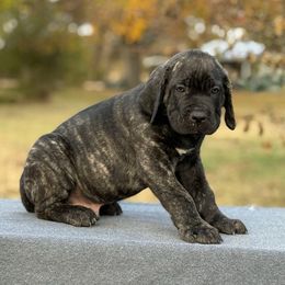 Orange - Black brindle male Cane Corso puppy in Paris, Texas from Knucklehead Cane Corso