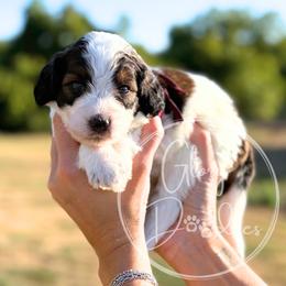 Dolly - Maroon - Brown and white female Bernedoodle puppy in Rockwall, Texas from Glory Doodles