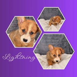 Lightning - Red female Pembroke Welsh Corgi puppy in Kiowa, Colorado from Cool Water Corgis LLC