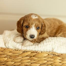 Waylon - Red male Cavapoo puppy in Austin, Texas from Doodles of Central Texas
