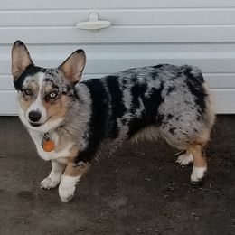 American Corgis and Pembroke Welsh Corgis from Bodacious Blues Kennels (American and Pembroke Welsh Corgis)