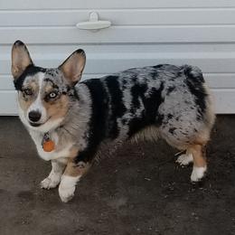 American Corgis and Pembroke Welsh Corgis from Bodacious Blues Kennels (American and Pembroke Welsh Corgis)