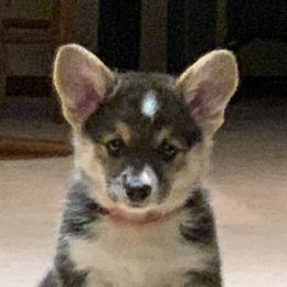 Pembroke Welsh Corgi Puppies from Iron Moss Ranch
